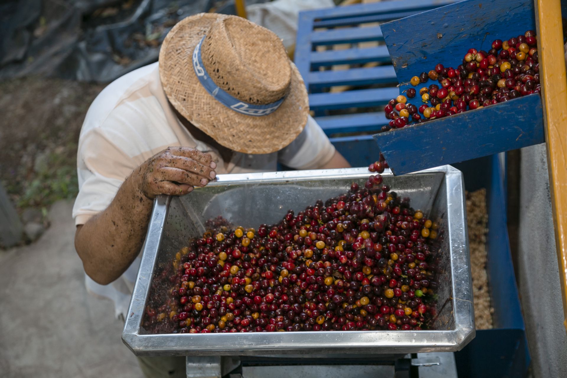 Granos de café de Costa Rica