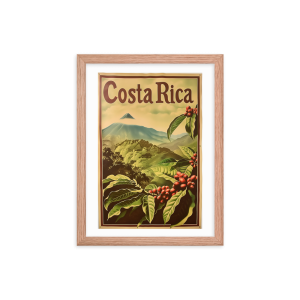 Arenal Volcano Coffee Plants