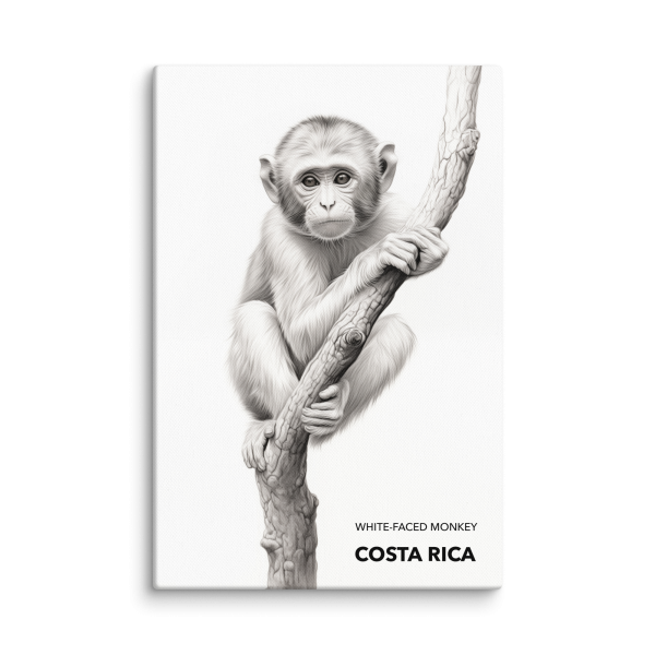 Mono Carablanca Costa Rica