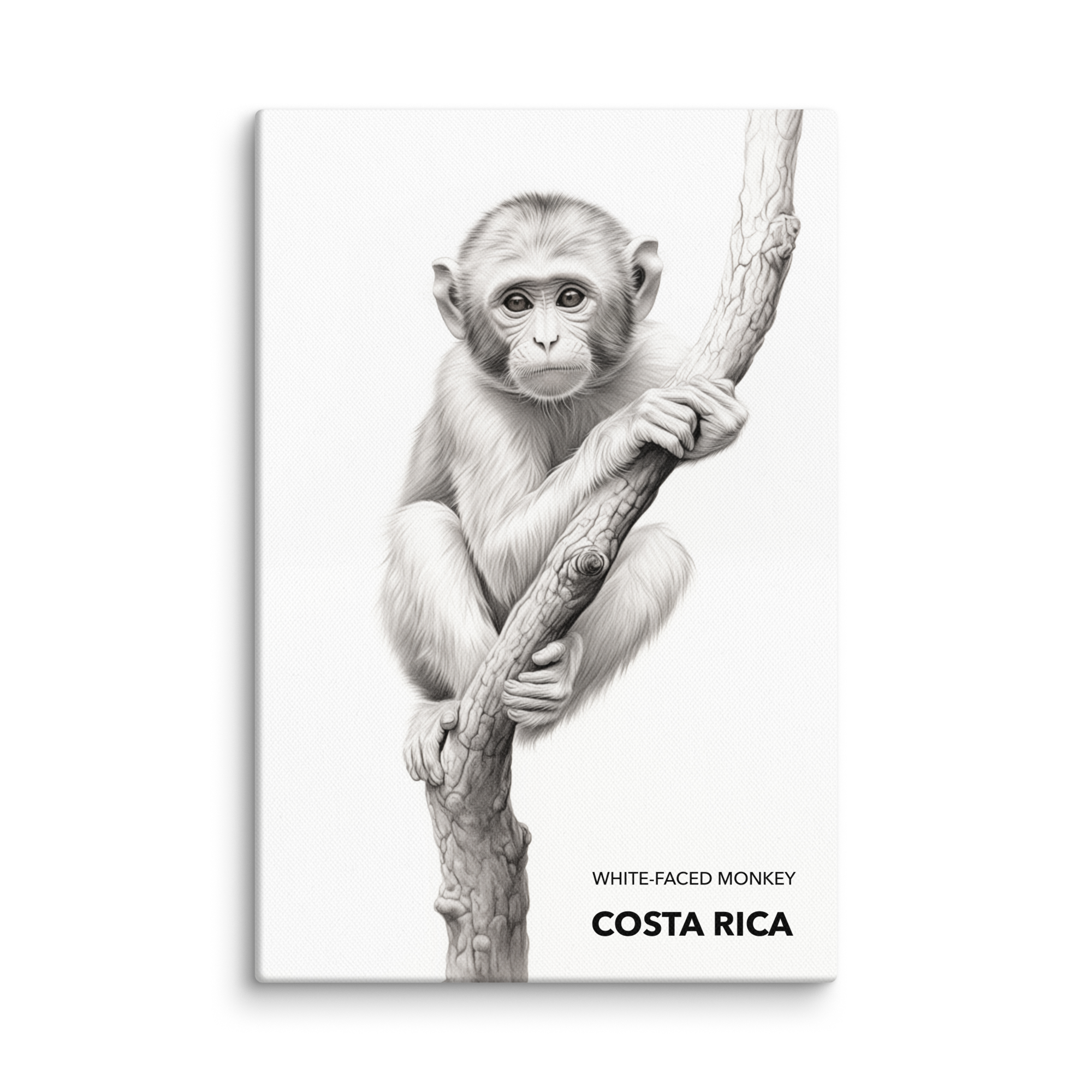 Mono Carablanca Costa Rica