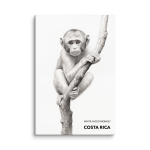 Abraza la Serenidad: White-Faced Monkey Canvas Wall Art