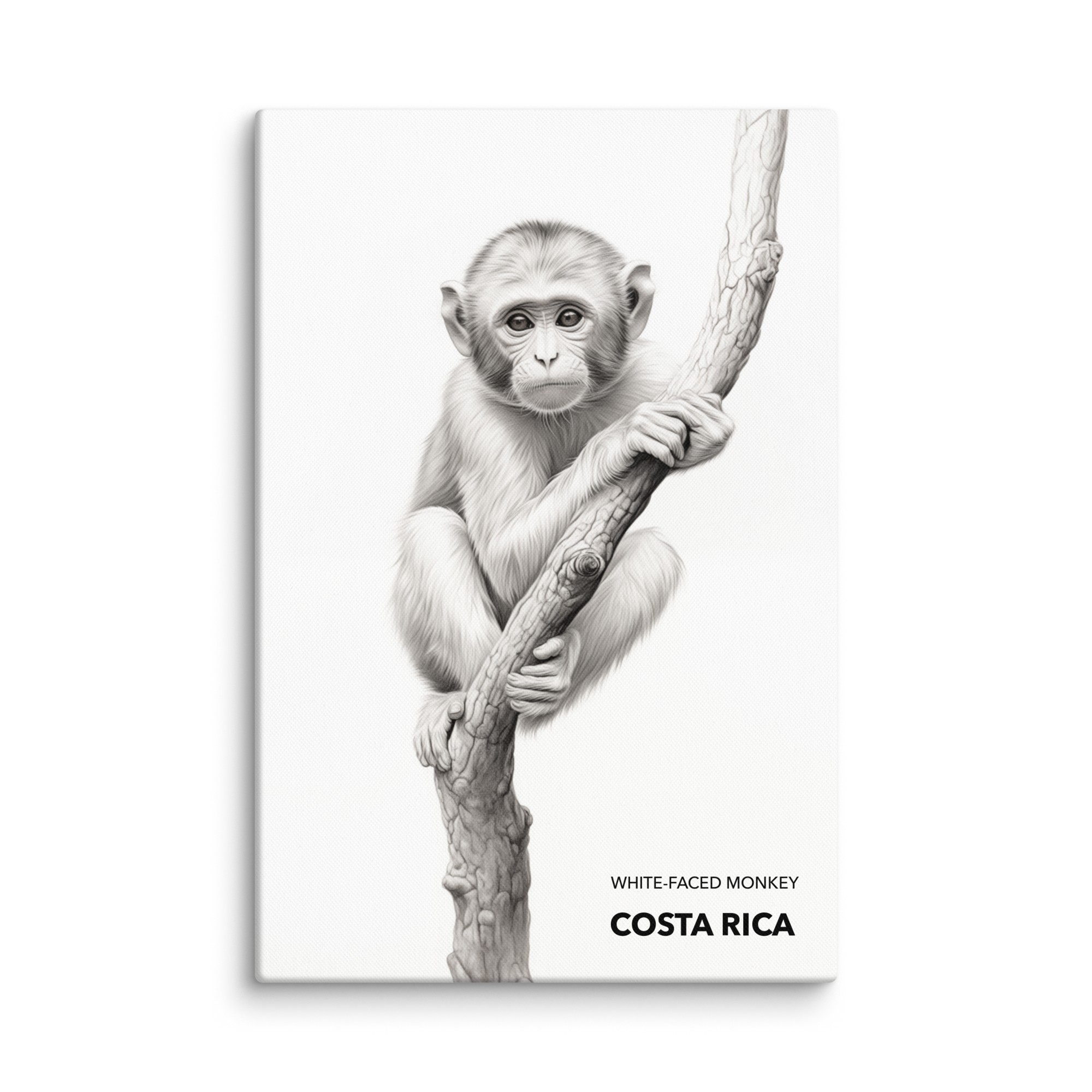 Mono Carablanca Costa Rica