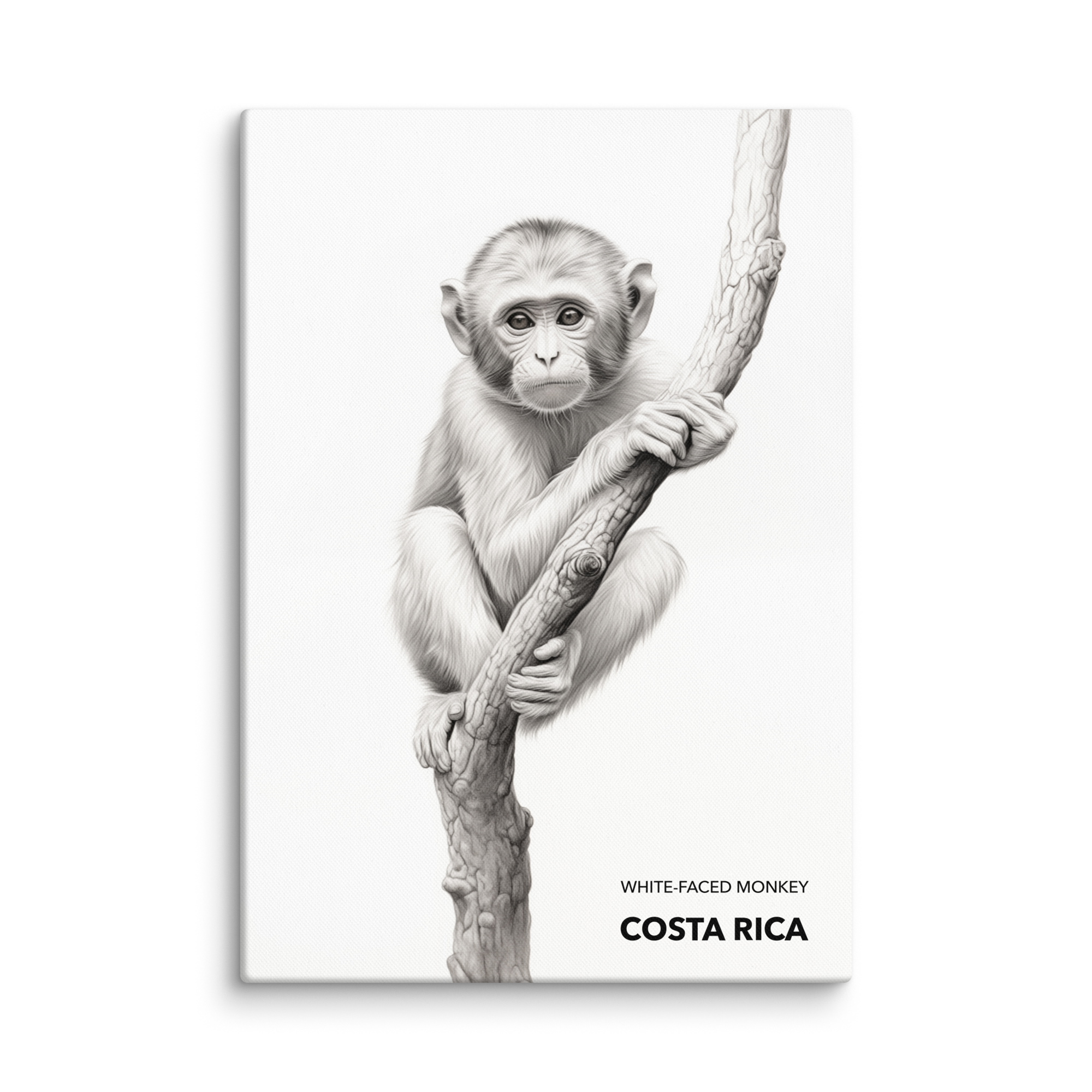 Mono Carablanca Costa Rica