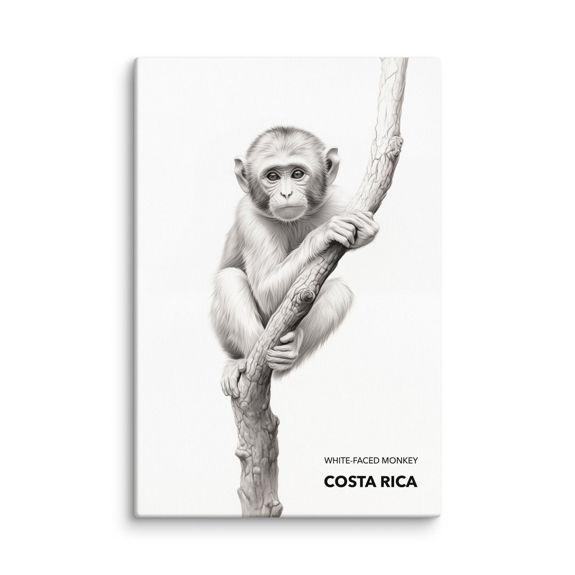 Mono Carablanca Costa Rica