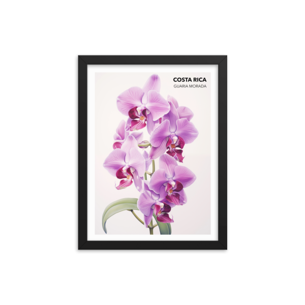 Guaria Morada Costa Rica