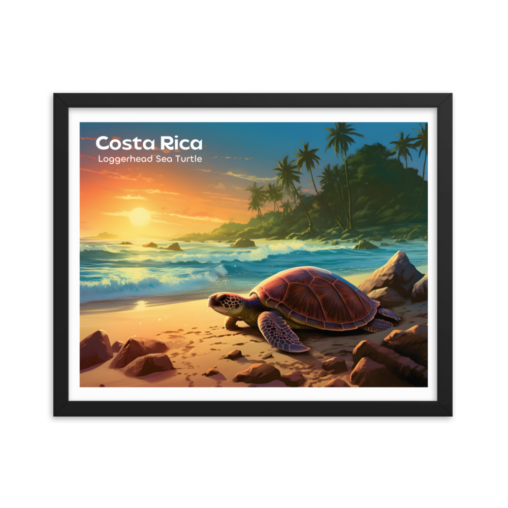 Costa Rica Tortuga boba