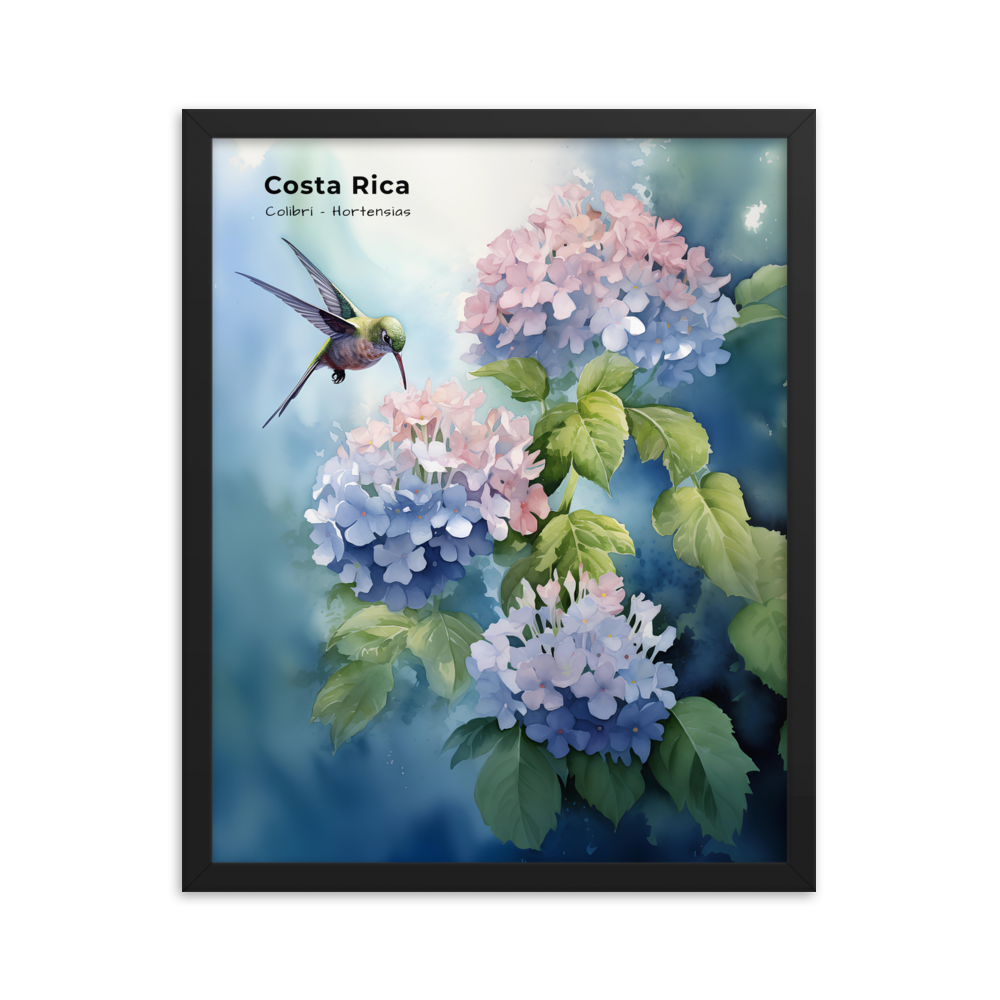 Kolibri und Hortensien Costa Rica