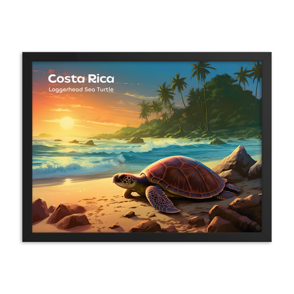 Costa Rica Tortuga boba