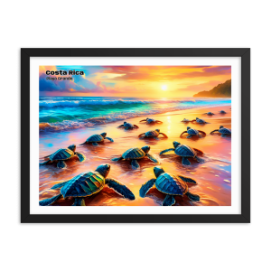 Playa Grande Turtle - Costa Rica