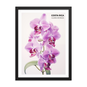 Guaria Morada Costa Rica