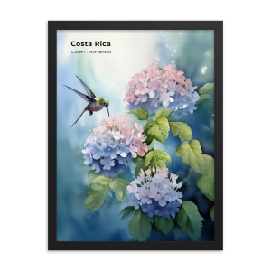 Hummingbird and Hydrangeas Costa Rica
