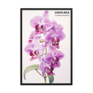 Guaria Morada Costa Rica