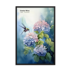 Hummingbird and Hydrangeas Costa Rica