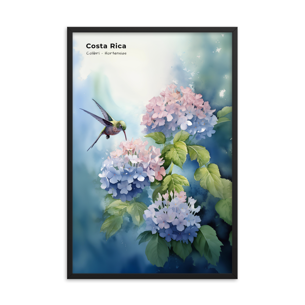 Kolibri und Hortensien Costa Rica